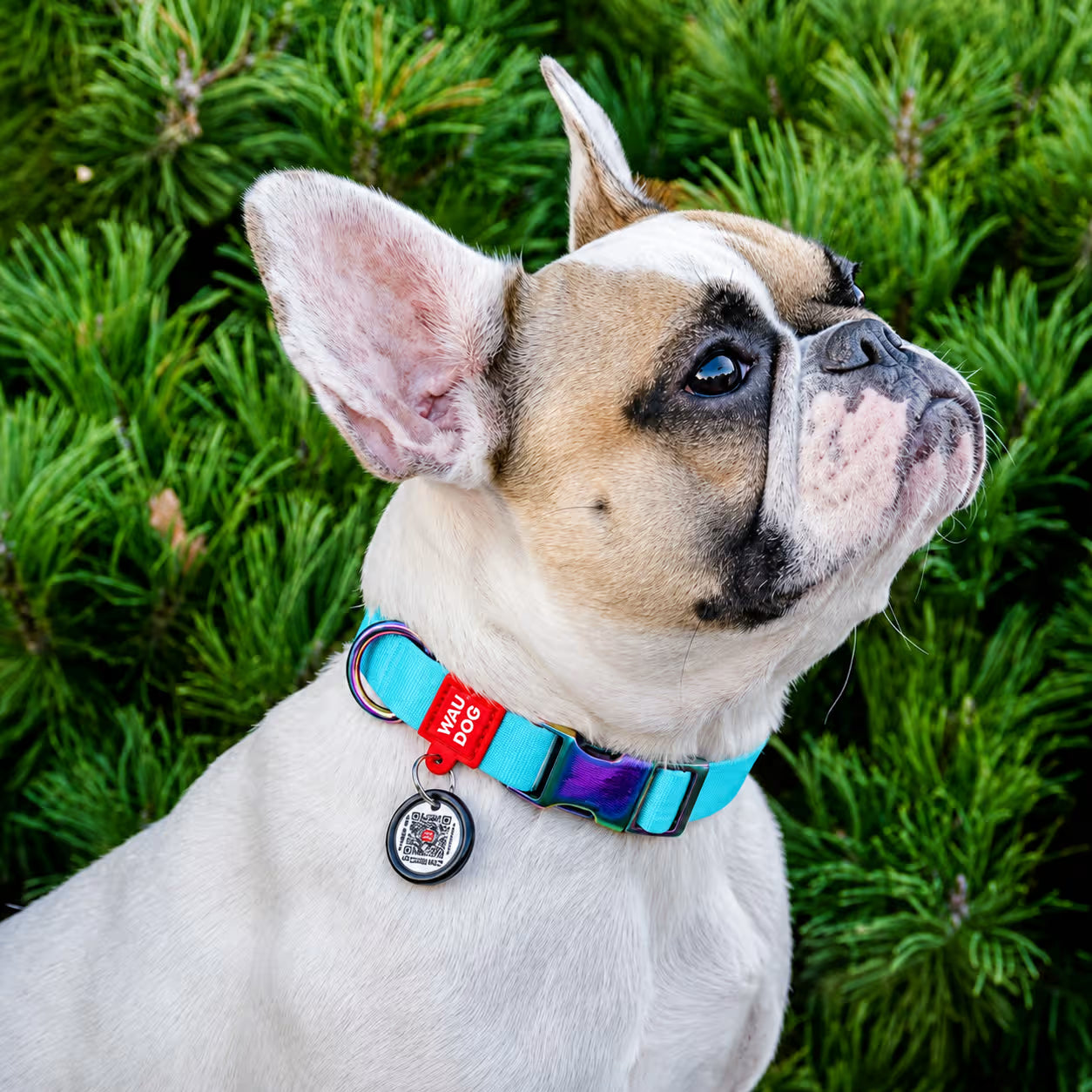 Gradient Recycled Nylon Dog Collar with QR Passport