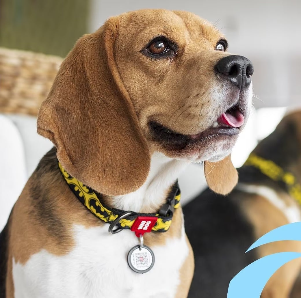 Batman Dog Collar & Leash Set with QR ID Tag