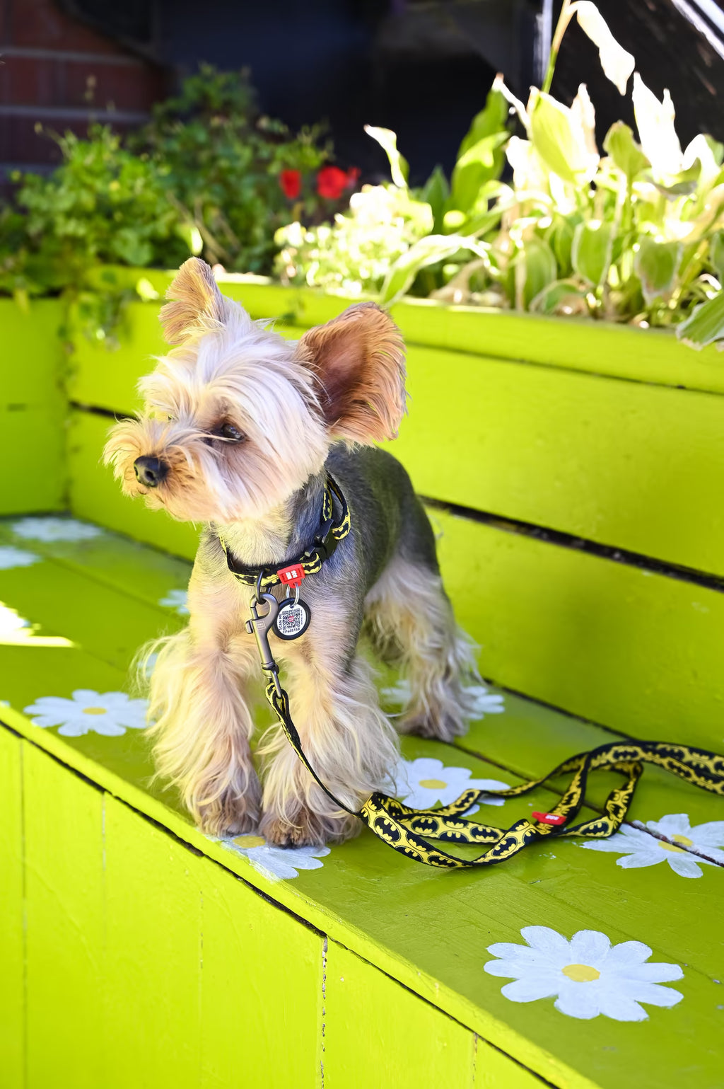 Batman Dog Collar & Leash Set with QR ID Tag