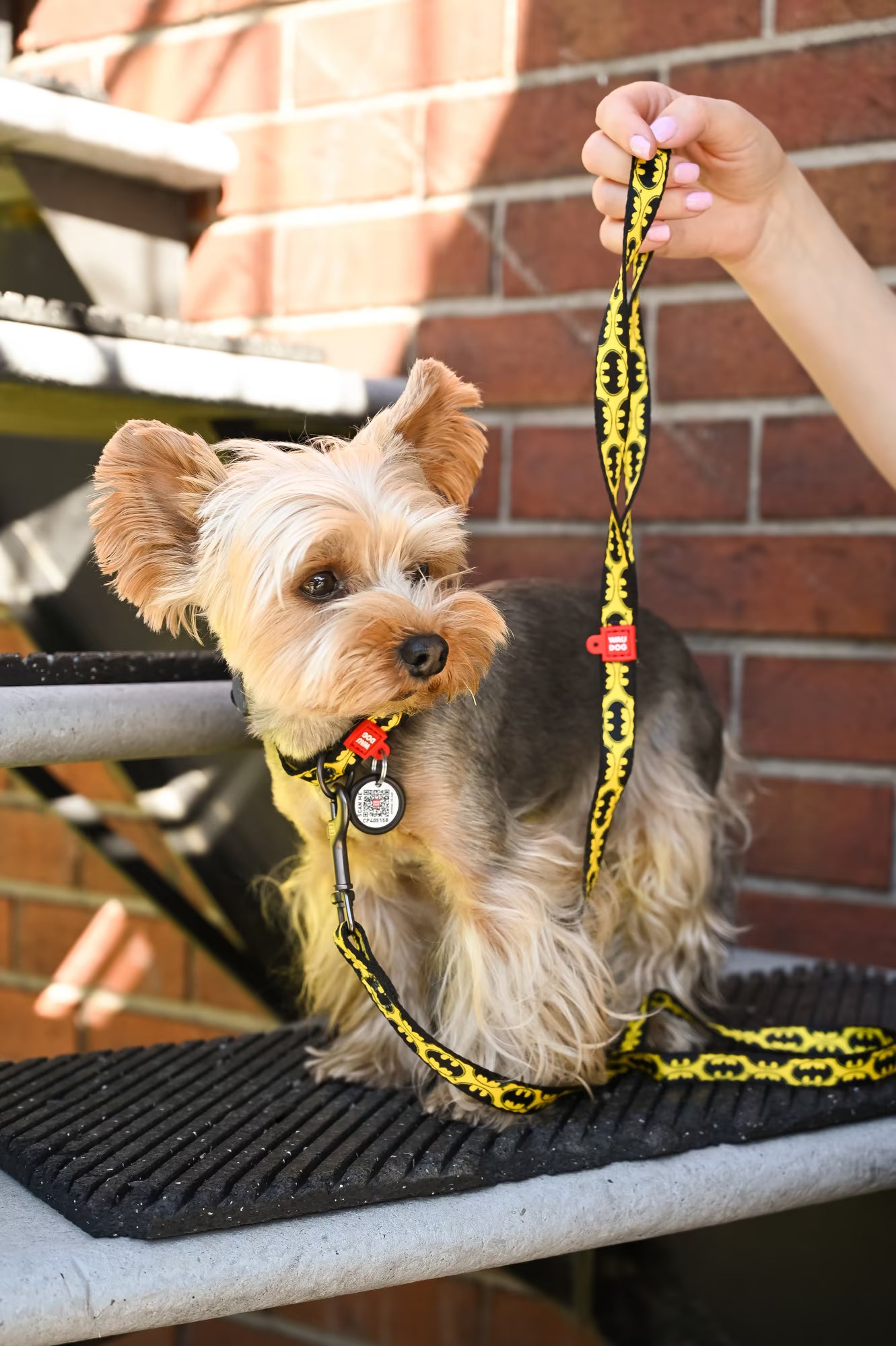 Batman Dog Collar & Leash Set with QR ID Tag