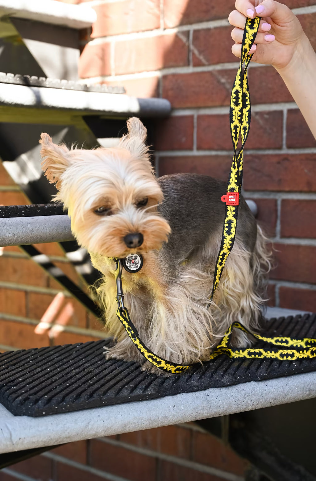 Batman Dog Collar & Leash Set with QR ID Tag