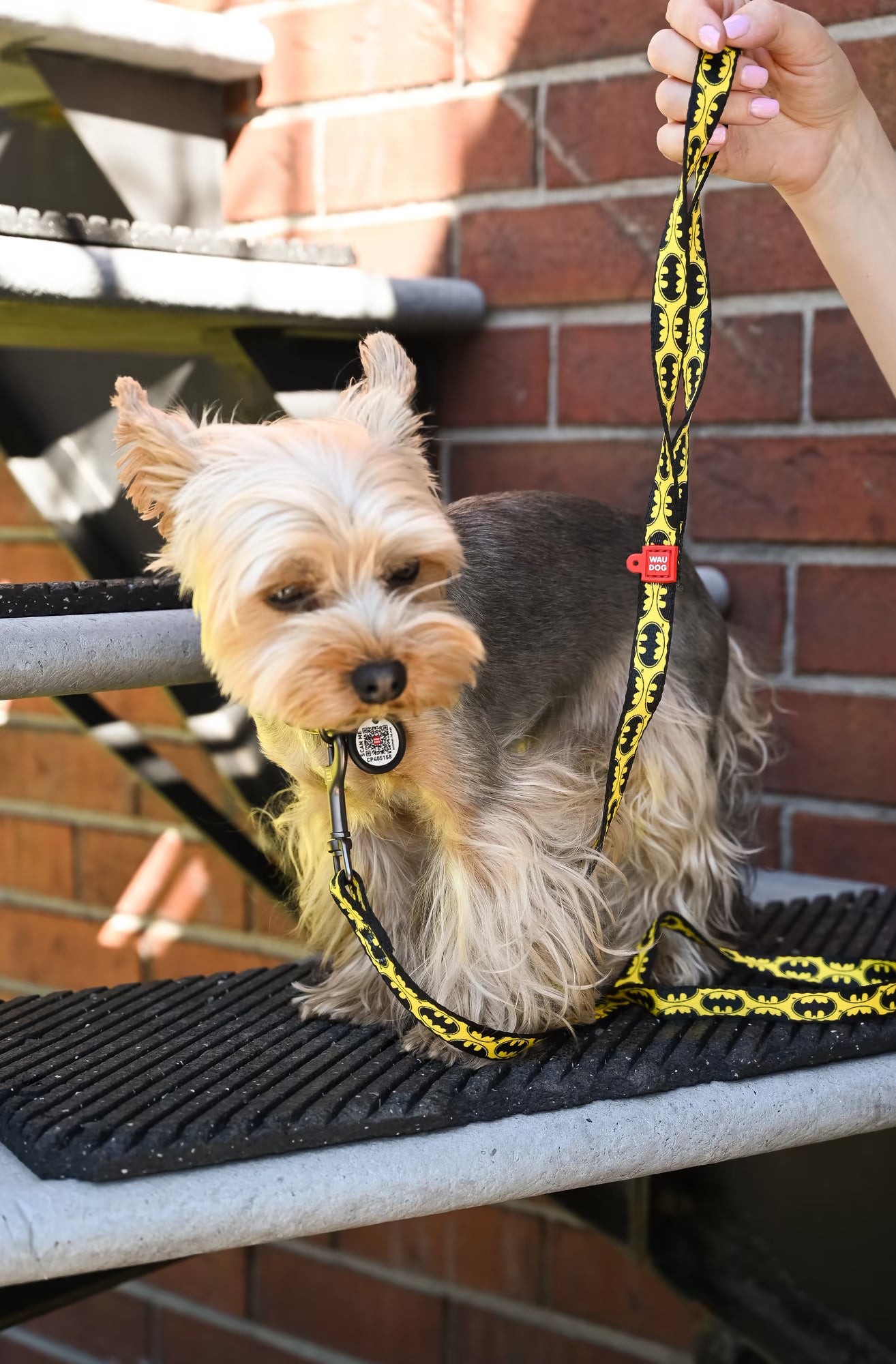 Batman Dog Collar & Leash Set with QR ID Tag