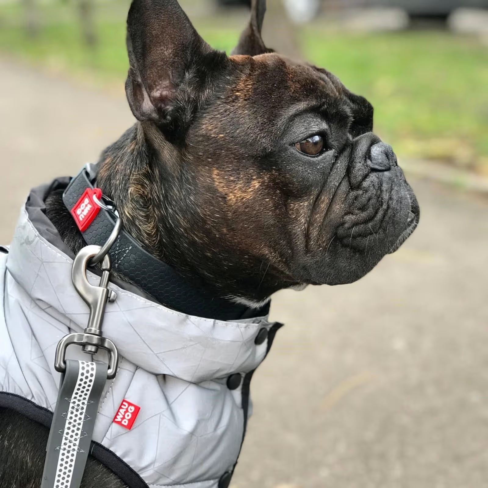 Waterproof Reflective Dog Leash with QR ID Tag