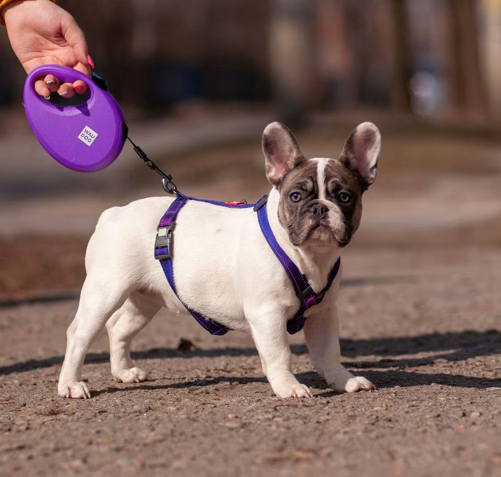 R-Leash Retractable Dog Leash – Reflective, Tangle-Free & Easy One-Hand Control