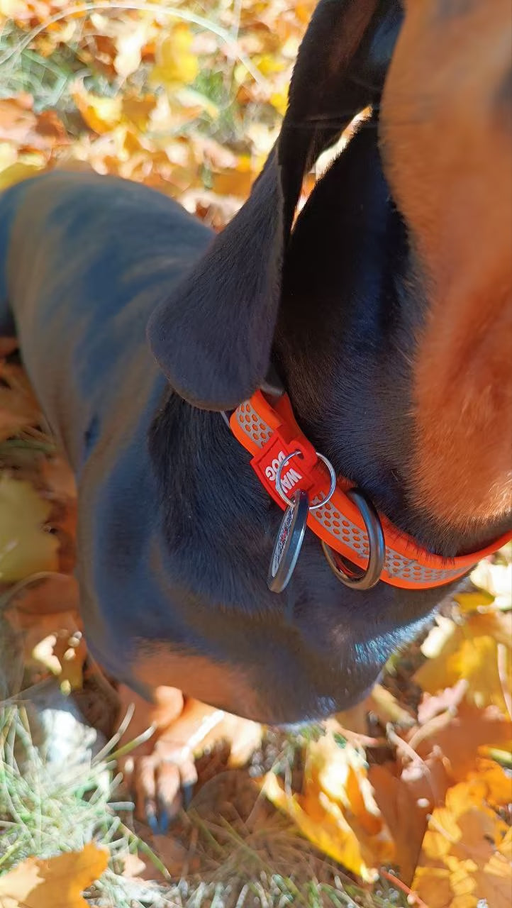 Waterproof Reflective Dog Collar & Leash Set with QR ID Tag