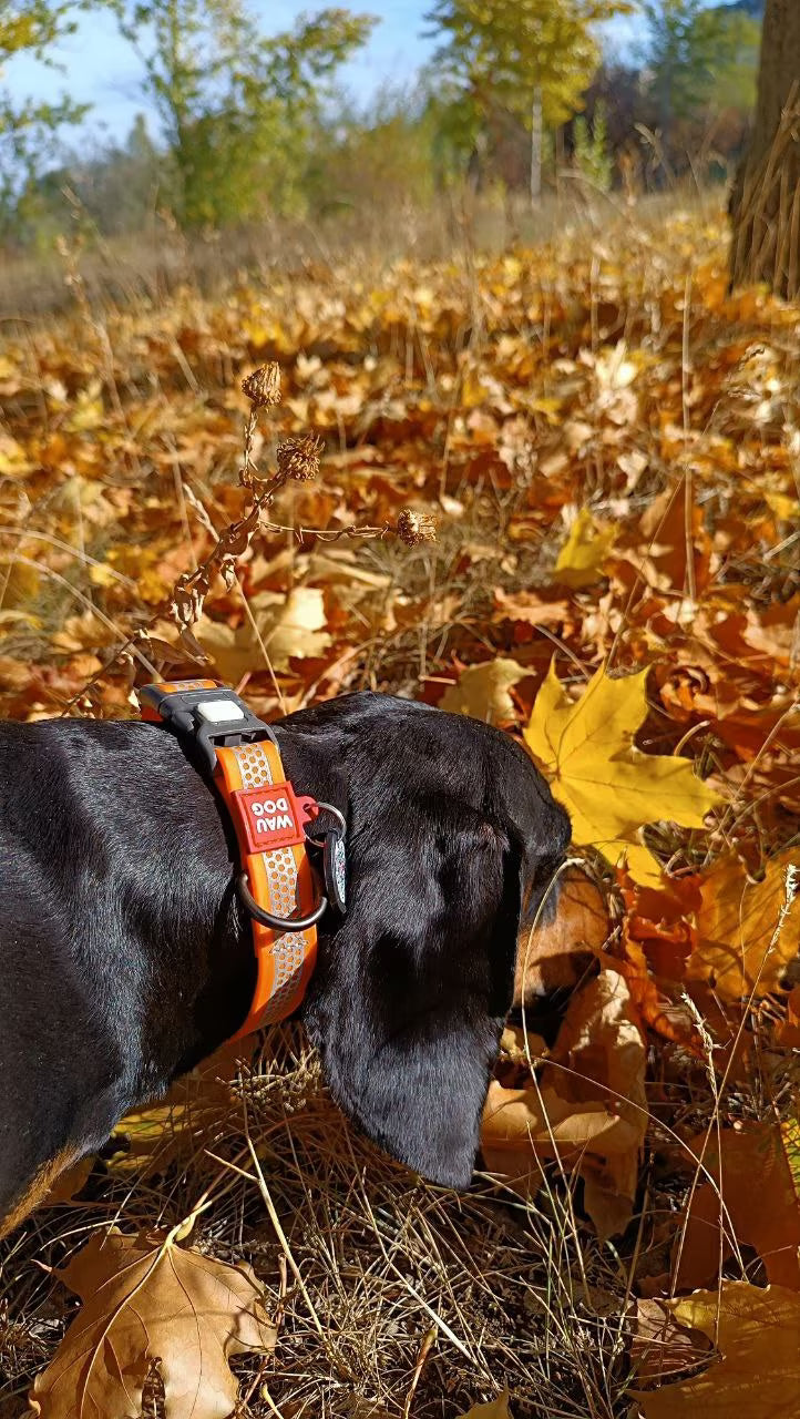 Waterproof Reflective Dog Collar & Leash Set with QR ID Tag