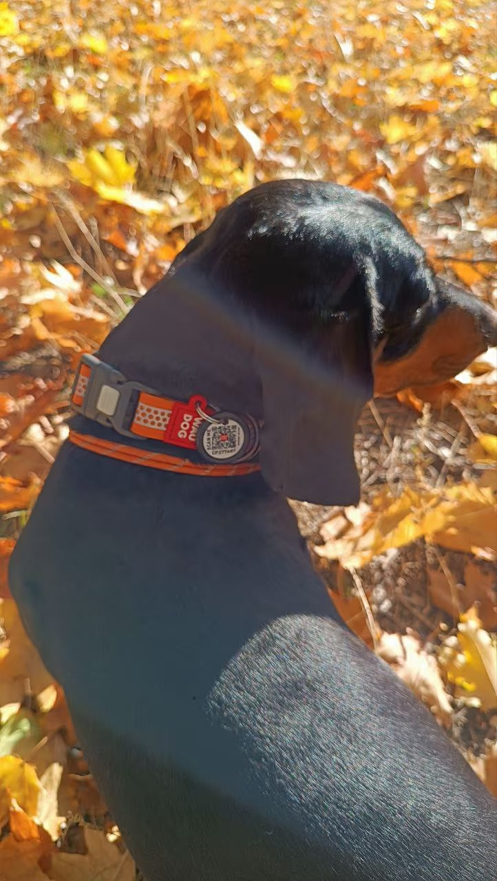 Waterproof Reflective Dog Collar & Leash Set with QR ID Tag