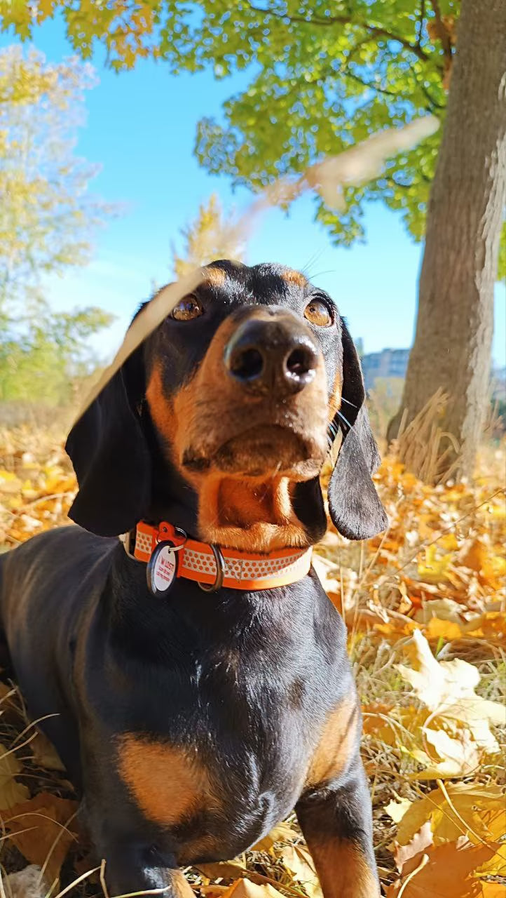 Waterproof Reflective Dog Collar & Leash Set with QR ID Tag
