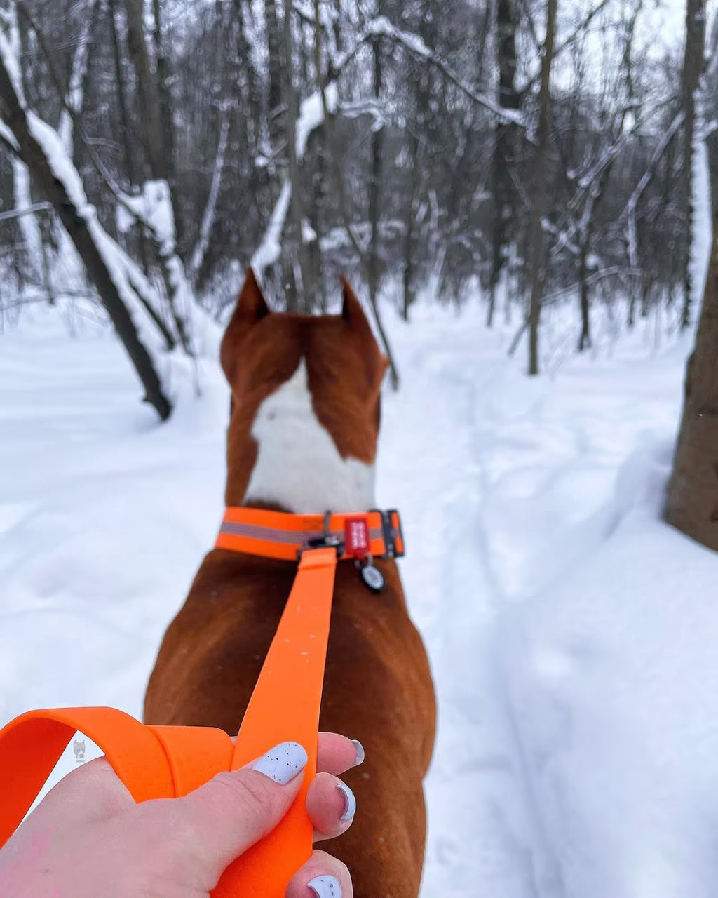Waterproof Reflective Dog Collar & Leash Set with QR ID Tag