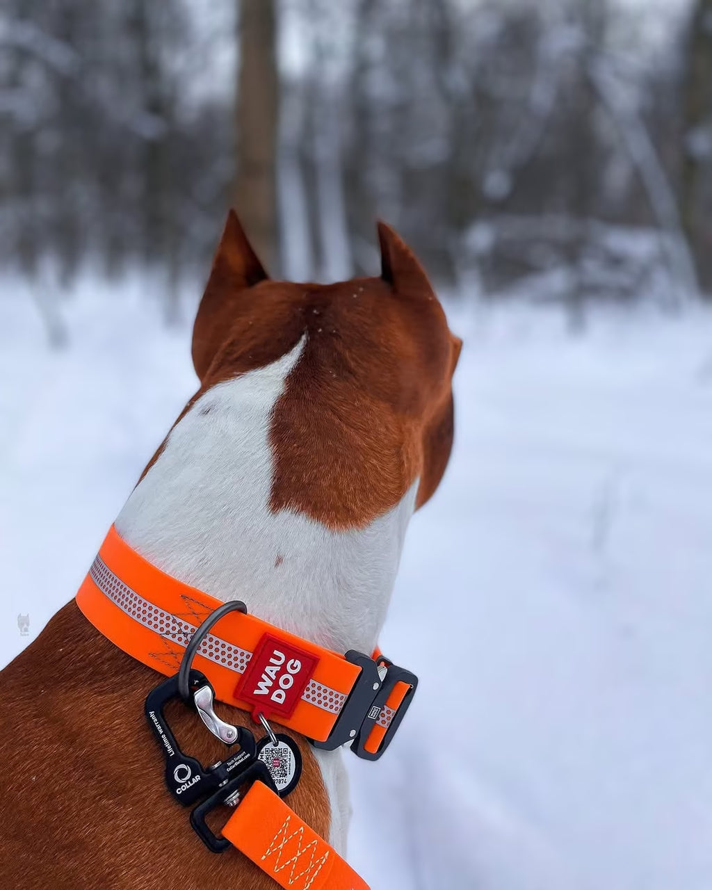 Waterproof Reflective Dog Collar & Leash Set with QR ID Tag