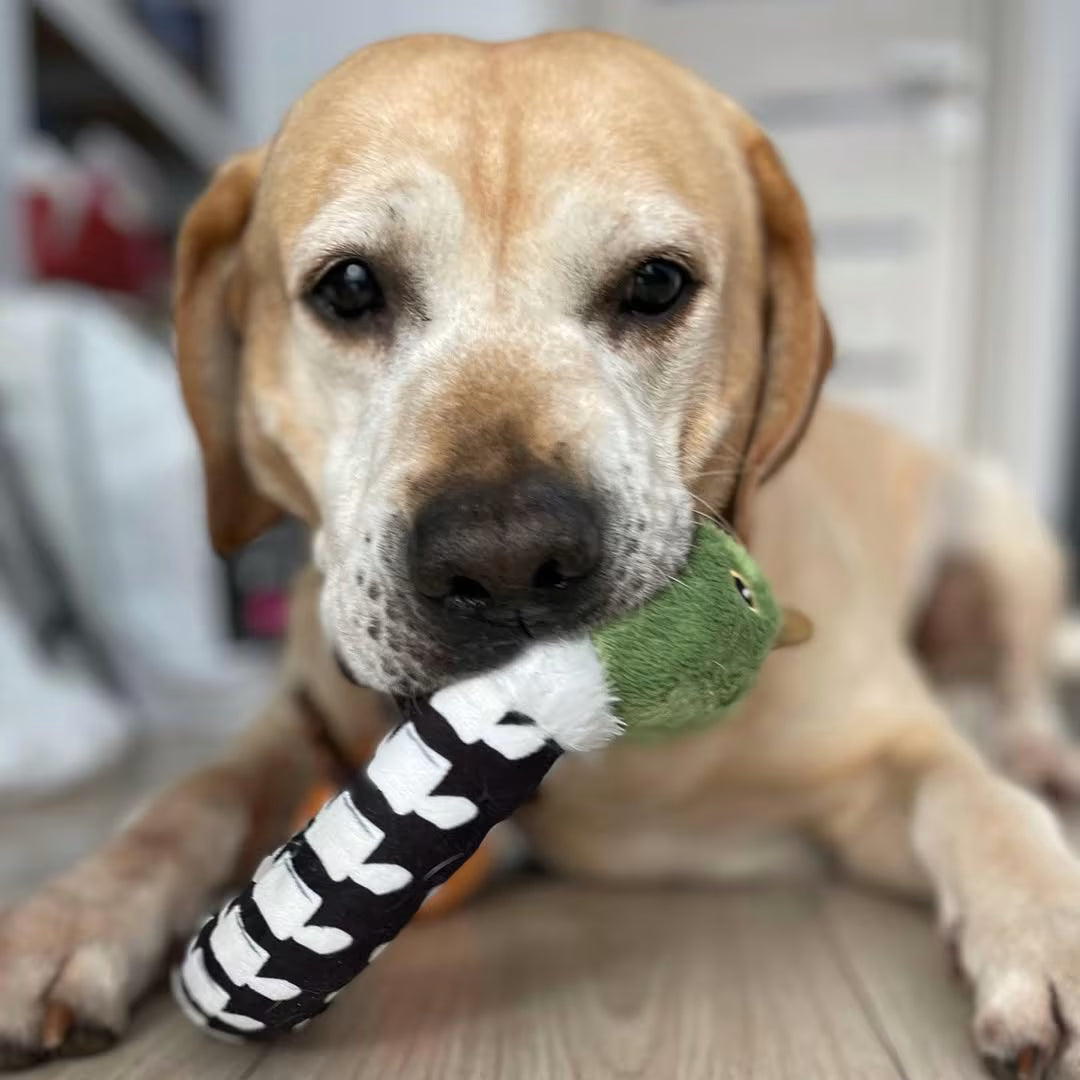 Crunchy Dog Toy - Interactive Play with Fun Crunch Sound